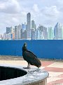 Panama e Ucce.jpg